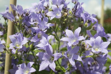 Campanule laiteuse Campanula lactiflora 'Prichard's Variety' 5-10 Pot 9x9 cm (P9)