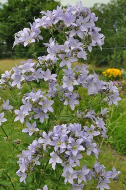 Campanule laiteuse Campanula lactiflora 'Prichard's Variety' 5-10 Pot 9x9 cm (P9) Campanula lactiflora 'Prichard's Variety'