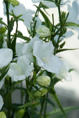 Campanule à feuilles de pêcher Campanula persicifolia 'Alba' 5-10 Pot 9x9 cm (P9) Campanula persicifolia 'Alba'
