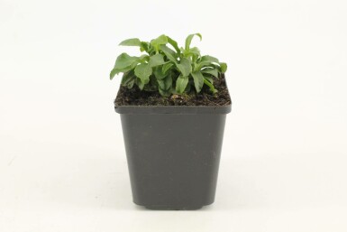 Campanule à feuilles de pêcher Campanula persicifolia 'Alba' 5-10 Pot 9x9 cm (P9) Campanula persicifolia 'Alba'