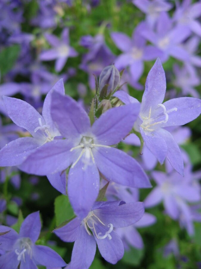 Campanule des murailles Campanula portenschlagiana 10-15 Pot 2 l (C2) Campanula portenschlagiana