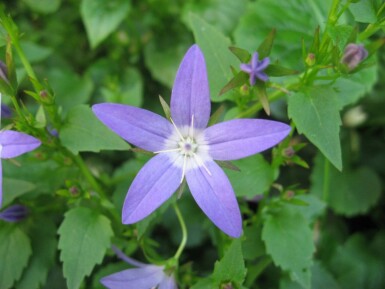 Campanule des murailles Campanula portenschlagiana 5-10 Pot 9x9 cm (P9)