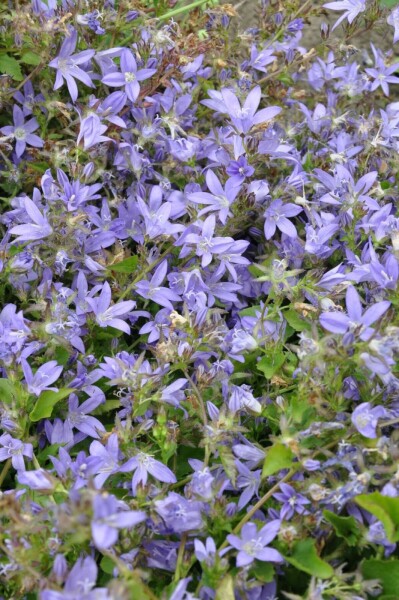 Campanule de Poscharsky Campanula poscharskyana 5-10 Pot 9x9 cm (P9) Campanula poscharskyana