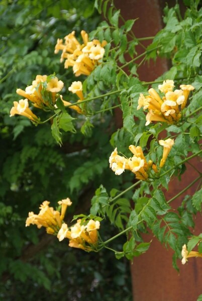 Campsis radicans 'Flava' C2 60-80