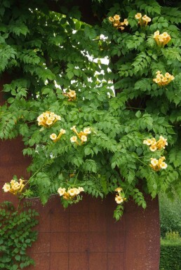 Campsis radicans 'Flava' C2 60-80