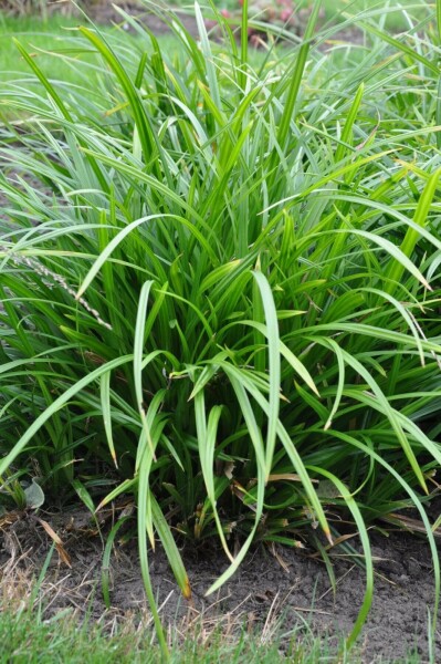Laîche Carex foliosissima 'Irish Green' 10-15 Pot 2 l (C2) Carex foliosissima 'Irish Green'