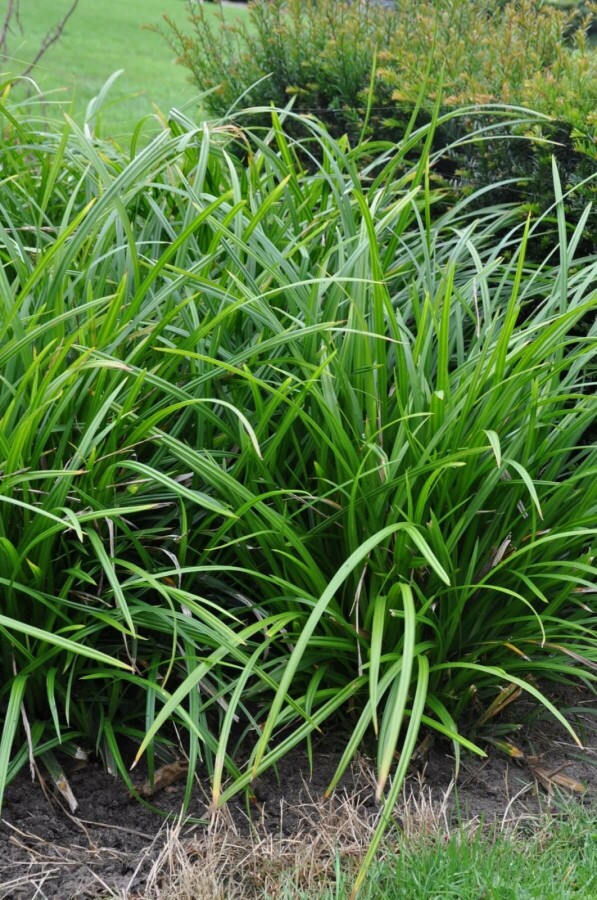 Laîche Carex foliosissima 'Irish Green' 10-15 Pot 2 l (C2) Carex foliosissima 'Irish Green'