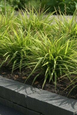 Carex morrowii