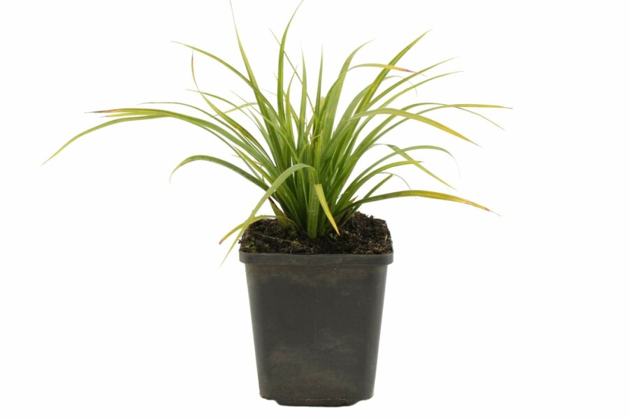 Laîche du Japon Carex morrowii 5-10 Pot 9x9 cm (P9) Carex morrowii