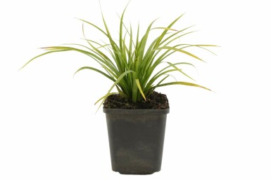 Laîche du Japon Carex morrowii 5-10 Pot 9x9 cm (P9) Carex morrowii