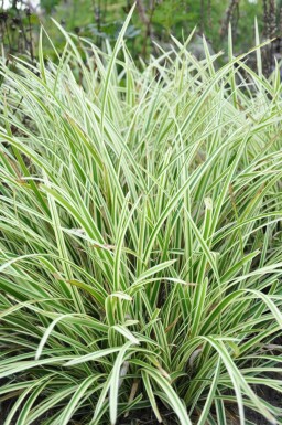 Laîche du Japon Carex morrowii 'Goldband' 5-10 Pot 9x9 cm (P9) Carex morrowii 'Goldband'