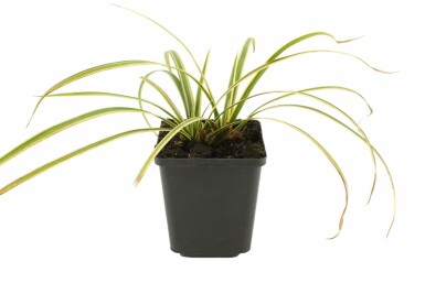 Laîche du Japon Carex morrowii 'Goldband' 5-10 Pot 9x9 cm (P9) Carex morrowii 'Goldband'