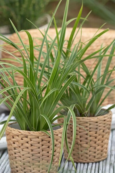 Laîche du Japon Carex morrowii 'Ice Dance' 10-15 Pot 2 l (C2) Carex morrowii 'Ice Dance'