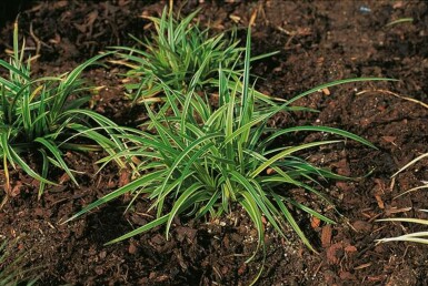 Laîche du Japon Carex morrowii 'Ice Dance' 10-15 Pot 2 l (C2) Carex morrowii 'Ice Dance'