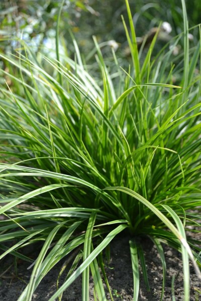 Laîche du Japon Carex morrowii 'Variegata' 5-10 Pot 9x9 cm (P9) Carex morrowii 'Variegata'