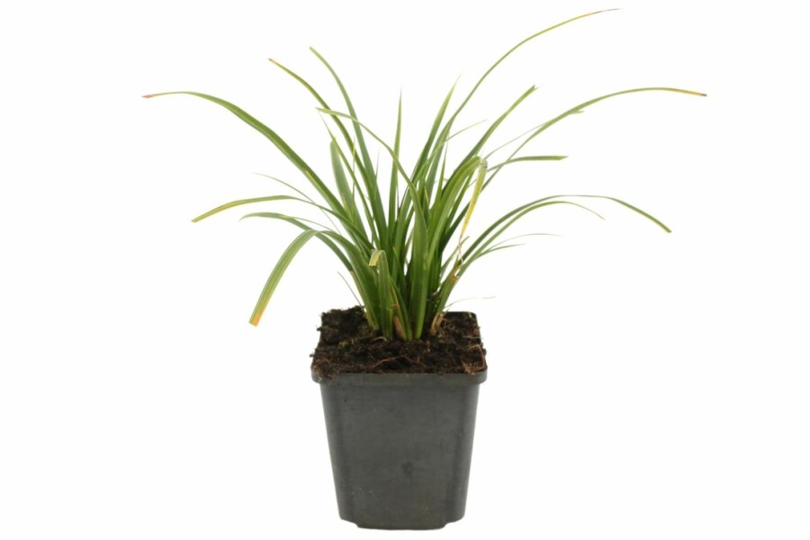 Laîche du Japon Carex morrowii 'Variegata' 5-10 Pot 9x9 cm (P9) Carex morrowii 'Variegata'