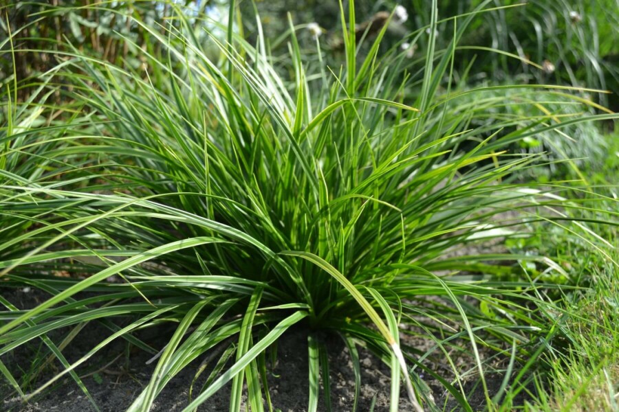 Laîche du Japon Carex morrowii 'Variegata' 5-10 Pot 9x9 cm (P9) Carex morrowii 'Variegata'
