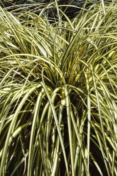 Laîche d'Oshima Carex oshimensis 'Evergold' 5-10 Pot 9x9 cm (P9) Carex oshimensis 'Evergold'