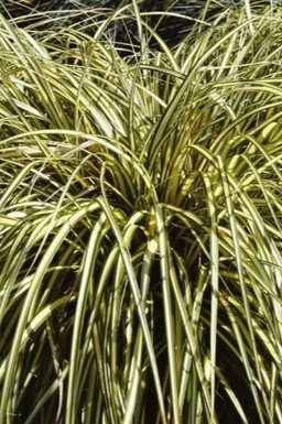 Laîche d'Oshima Carex oshimensis 'Evergold' 5-10 Pot 9x9 cm (P9) Carex oshimensis 'Evergold'