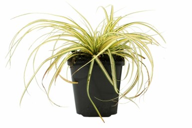 Laîche d'Oshima Carex oshimensis 'Evergold' 5-10 Pot 9x9 cm (P9) Carex oshimensis 'Evergold'
