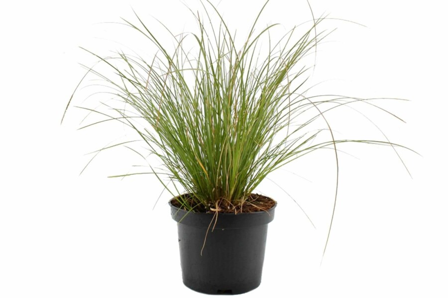 Laîche Carex testacea 'Prairie Fire' 10-15 Pot 2 l (C2) Carex testacea 'Prairie Fire'