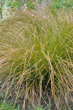 Laîche Carex testacea 'Prairie Fire' 5-10 Pot 9x9 cm (P9)