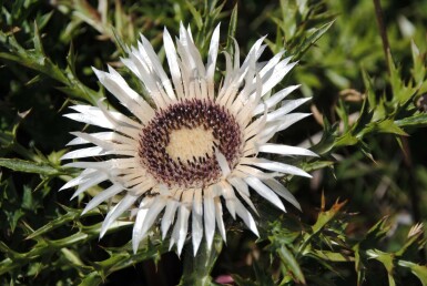 Carline caulescente Carlina acaulis subsp. simplex 5-10 Pot 9x9 cm (P9) Carlina acaulis subsp. simplex