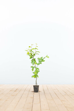 Charme commun Carpinus betulus 30-40 Pot 9x9 cm (P9) Charme Commun Carpinus Betulus 30-40 cm