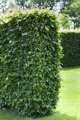 Charme Commun Carpinus Betulus 30-40 cm