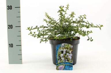 Ceanothus thyrsiflorus 'Repens' C10 30-40