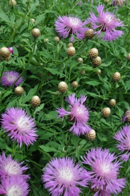 Centaurée blanchie Centaurea dealbata 5-10 Pot 9x9 cm (P9)