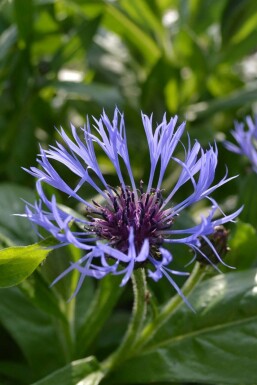 Centaurea montana