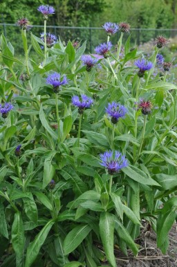 Bleuet des montagnes Centaurea montana 'Coerulea' 5-10 Pot 9x9 cm (P9)
