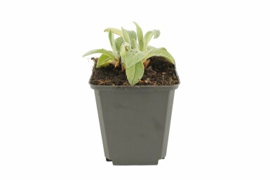 Bleuet des montagnes Centaurea montana 'Coerulea' 5-10 Pot 9x9 cm (P9) Centaurea montana 'Coerulea'
