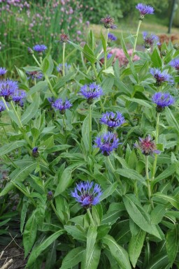 Bleuet des montagnes Centaurea montana 'Coerulea' 5-10 Pot 9x9 cm (P9) Centaurea montana 'Coerulea'
