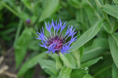 Bleuet des montagnes Centaurea montana 'Coerulea' 5-10 Pot 9x9 cm (P9) Centaurea montana 'Coerulea'
