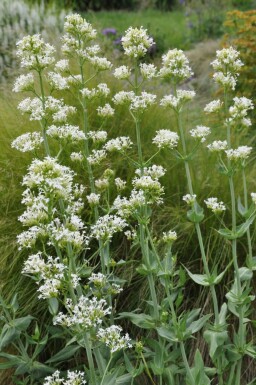 Centranthe rouge Centranthus ruber 'Albus' 5-10 Pot 9x9 cm (P9)