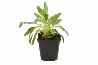 Centranthe rouge Centranthus ruber 'Albus' 5-10 Pot 9x9 cm (P9) Centranthus ruber 'Albus'