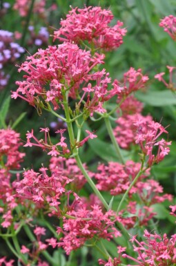 Centranthe rouge Centranthus ruber 'Coccineus' 5-10 Pot 9x9 cm (P9)