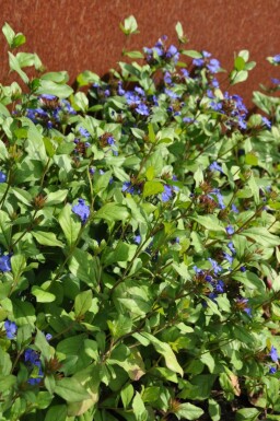Cératostigma faux plumbago Ceratostigma plumbaginoides 10-15 Pot 2 l (C2) Ceratostigma plumbaginoides