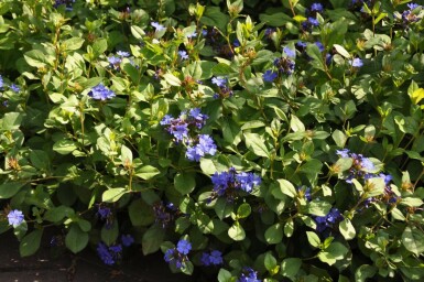 Cératostigma faux plumbago Ceratostigma plumbaginoides 5-10 Pot 9x9 cm (P9)