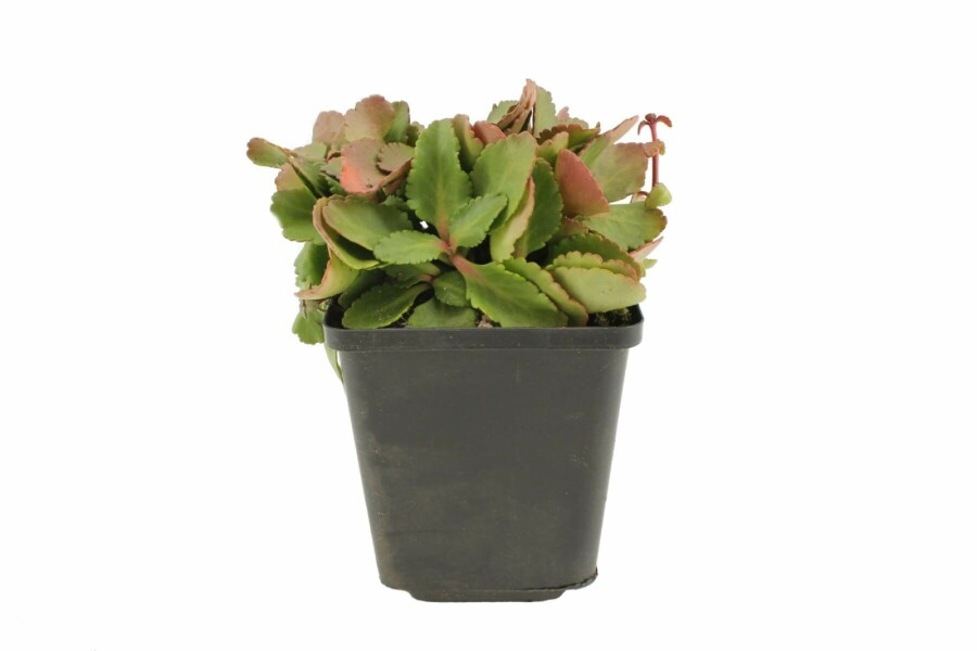 Chiastophyllum Chiastophyllum oppositifolium 5-10 Pot 9x9 cm (P9) Chiastophyllum oppositifolium