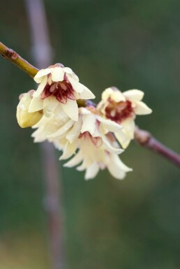 Chimonanthe précoce Chimonanthus praecox Arbuste 80-100 Pot 10 l (C10) Chimonanthus praecox arbuste 80-100 cm