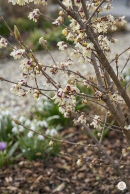 Chimonanthus praecox arbuste 80-100 cm