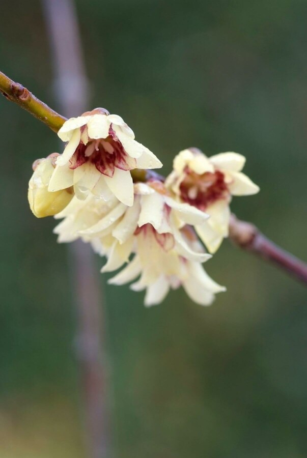Chimonanthe précoce Chimonanthus praecox Arbuste 80-100 Pot 12 l (C12) Chimonanthus praecox arbuste 80-100 cm