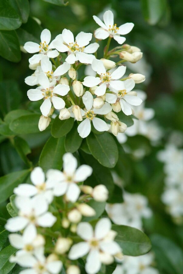 Choisya terné Choisya ternata Arbuste 30-40 Pot 3 l (C3) Choisya ternata arbuste 30-40 cm