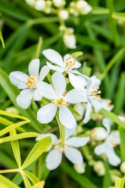 Choisya terné Choisya ternata 'Aztec Pearl' Arbuste 40-50 Pot 10 l (C10) Choisya ternata 'Aztec Pearl' arbuste 40-50 cm
