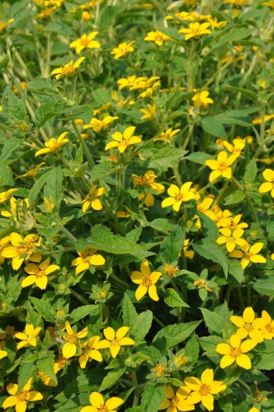 Chrysogonum Chrysogonum virginianum 5-10 Pot 9x9 cm (P9) Chrysogonum virginianum