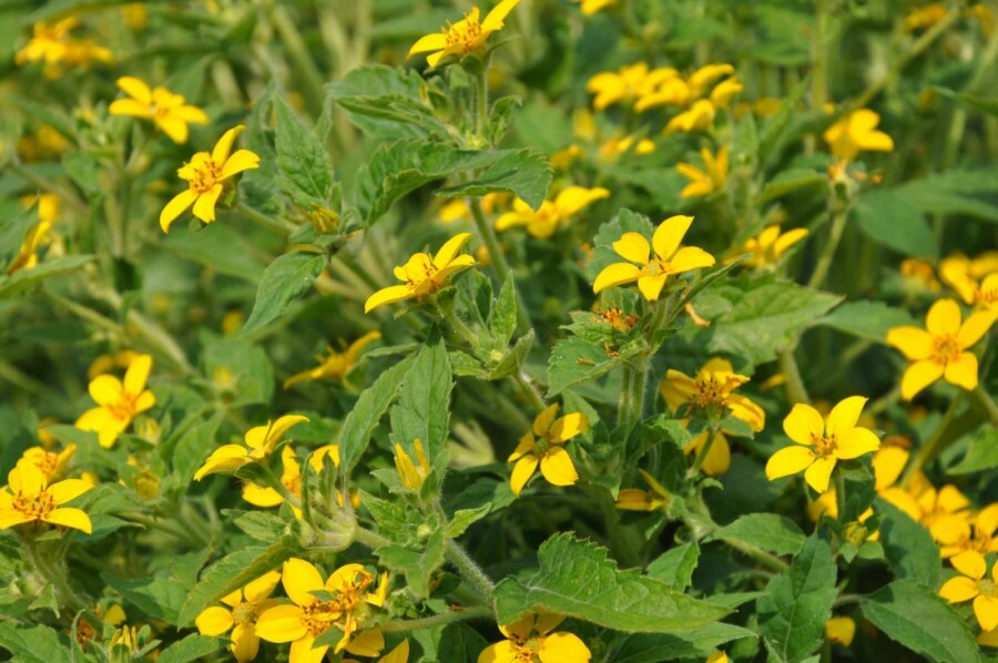 Chrysogonum Chrysogonum virginianum 5-10 Pot 9x9 cm (P9) Chrysogonum virginianum