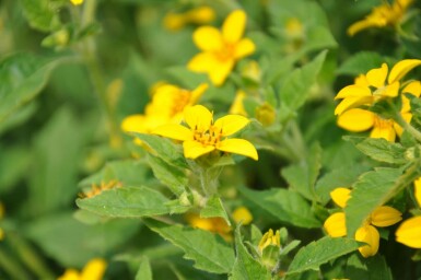 Chrysogonum Chrysogonum virginianum 5-10 Pot 9x9 cm (P9)